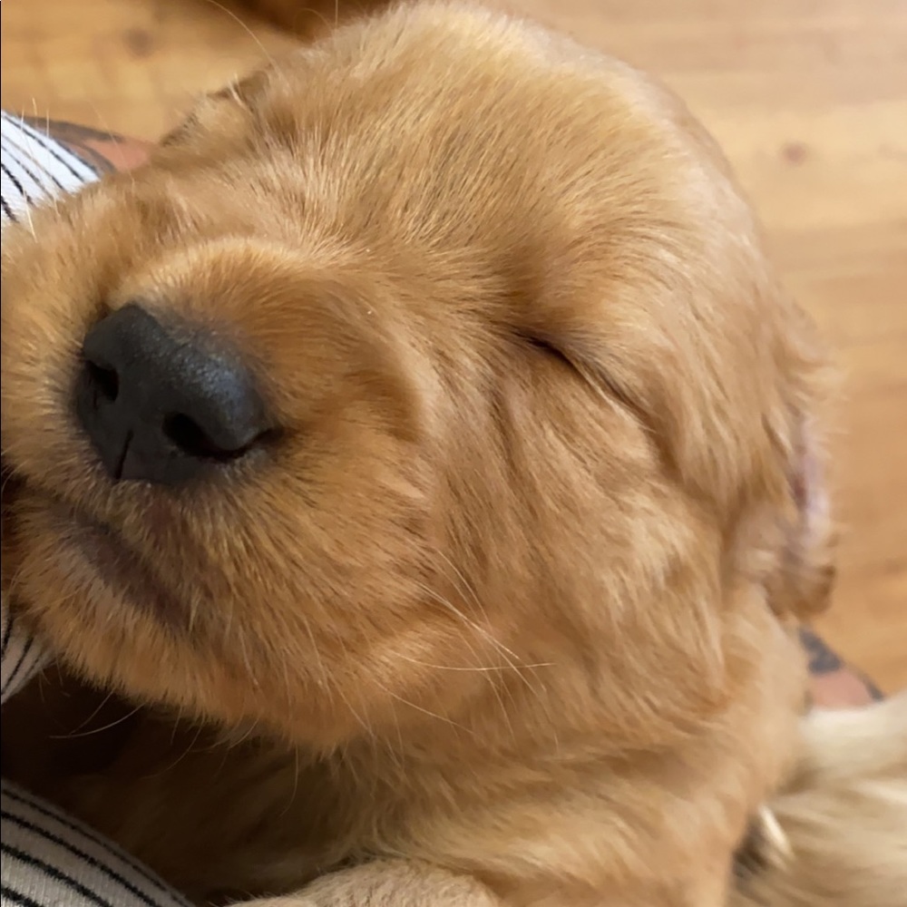 Meet your Posher, Berenice
